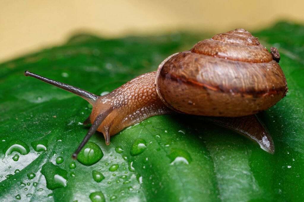 Snail on a Leaf with Water Droplets